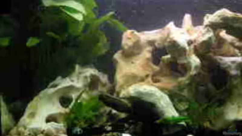 AQ Linke Seite von Janita Webeler (2)