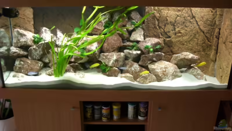 AQ mit Steinaufbauten, Fischen & Pflanzen vom 18.07.09