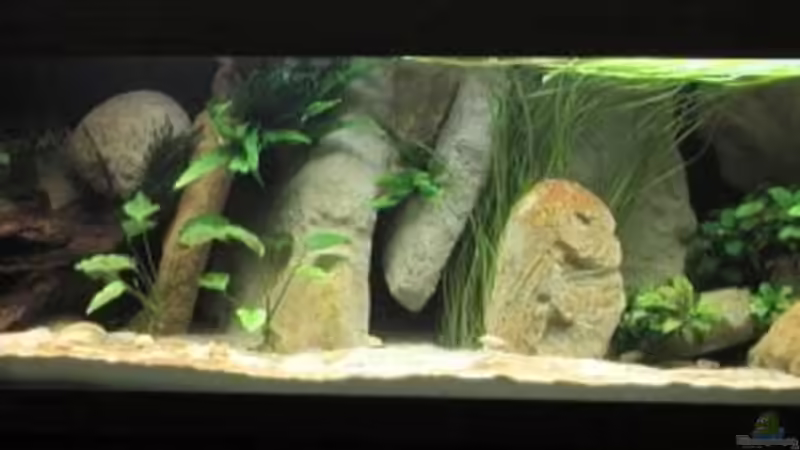 AQ mit voller Dekoration von Martin Eberhardt (6)