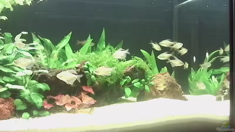 AQ nach Einlaufzeit von Aquaristik Freund (2)