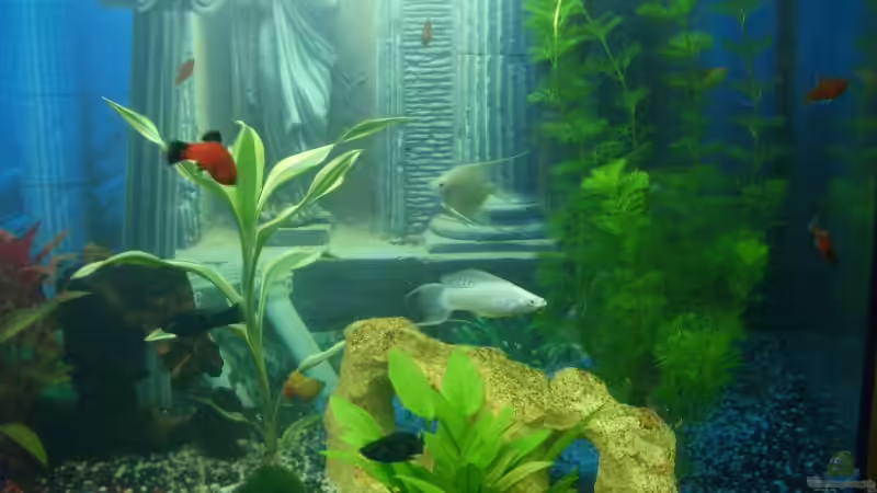 AQ rechte Seite von Patrik Holz (3)