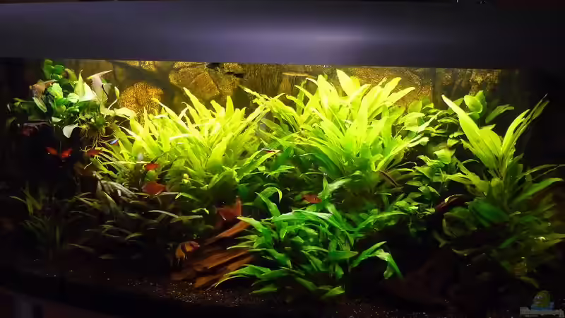 AQ vom 12.01.2010 von Red ( Jürgen ) (5)