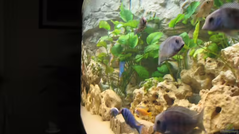 Aq von der Seite sieht man schön die Biegung von MAGNUM (5)