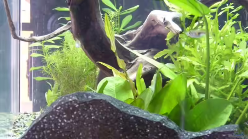 Aq von der Seite von Sunnyboy_72 (5)