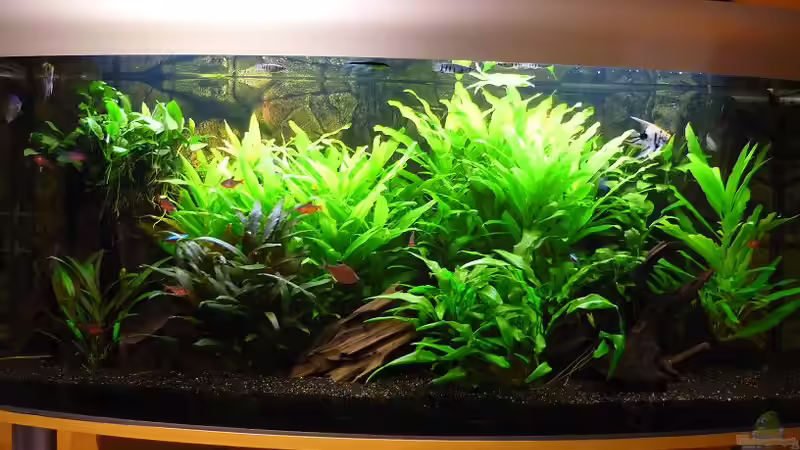 AQ von Red ( Jürgen ) (7)