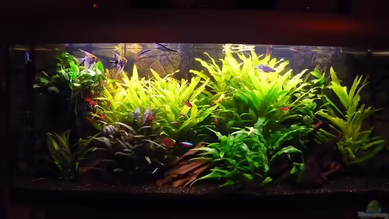 AQ von Red ( Jürgen ) (8)