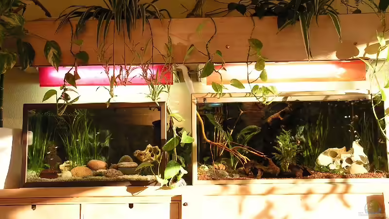 Aq´s mit Beleuchtung von Manuela Vogt (3)