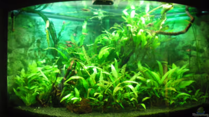 Aqua- Asia von Thomas Ahrens (1)