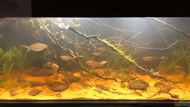Aqua-Day 2018 der Aquarienfreunde Tirol