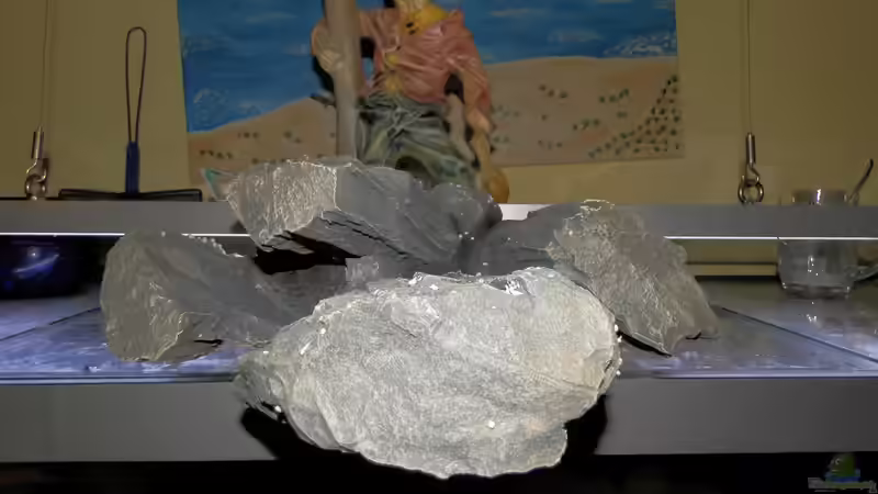 Aqua Della 19.1.19 von Malamute (28)