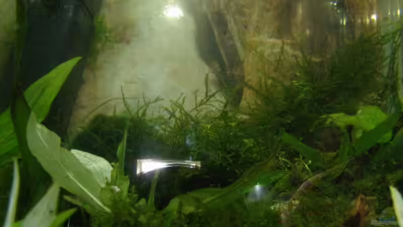 Aqua Flow 50 mit Schwamm und Filterwatte gesichert. von SeLo (15)