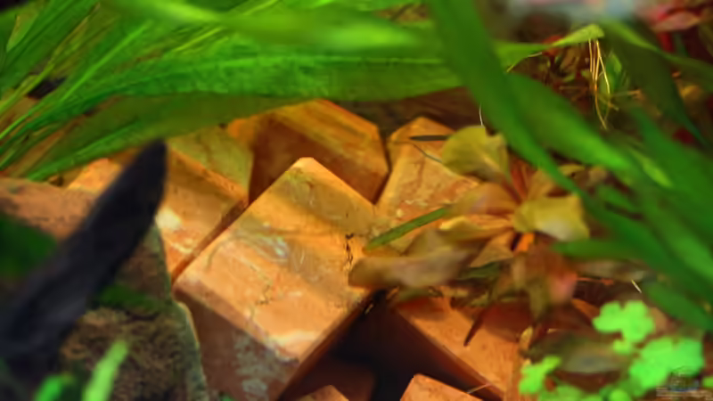 Aqua-Quattros Marmor - das neue Zuhause der Gepunkteter Flossensauger von Dirk F. (29)