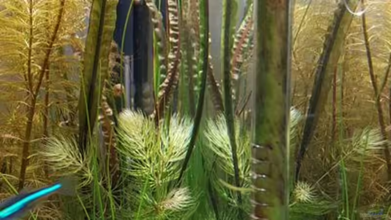 Aqua Rebell Glass Inflow IF13 von YoshiMaus (38)