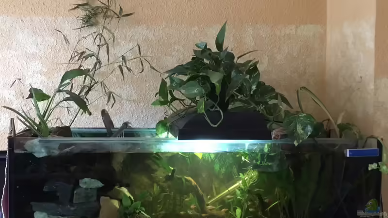 Aqua Stone Art Strömungsbecken von Reneè Thissen (1)