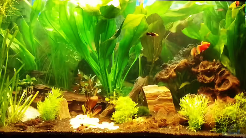 Aqua Totale.. von Tom Turbo (1)