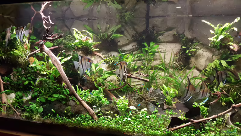 Aqua2 von Sascha Frankfurt (4)