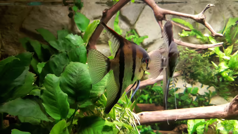 Aqua3 von Sascha Frankfurt (5)