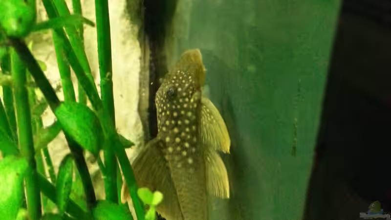 Aqua6 von Sascha Frankfurt (8)