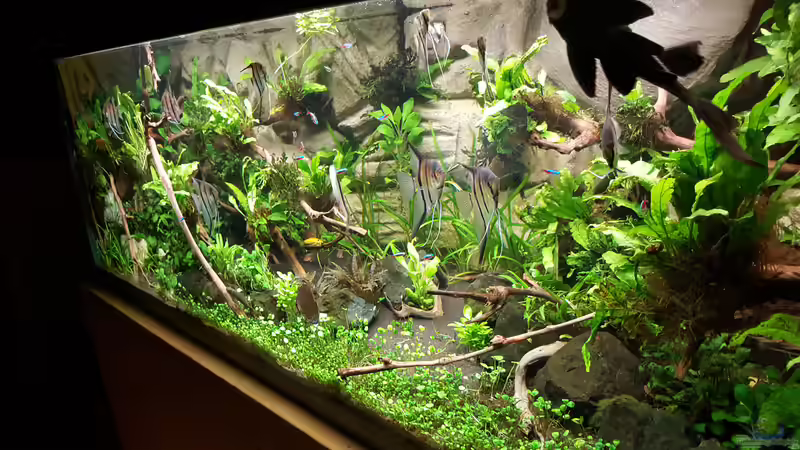 Aqua7 von Sascha Frankfurt (9)