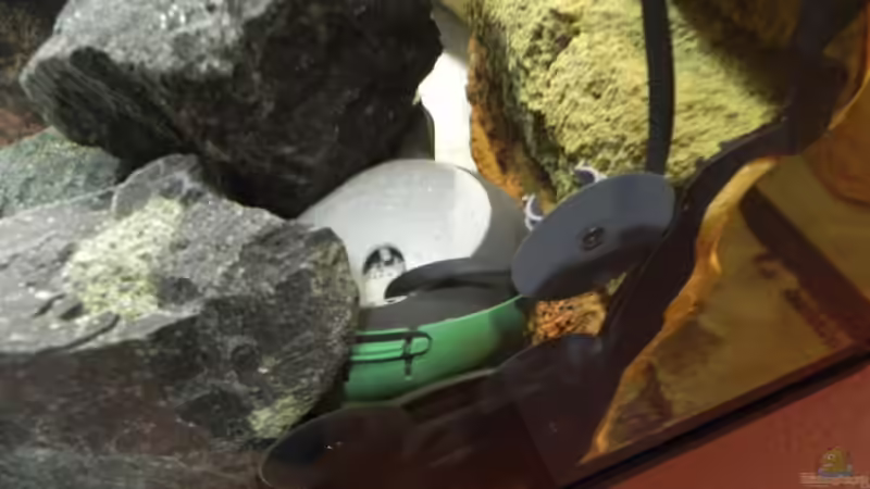 Aquaball gut getarnt von Sternenseeträumer (19)