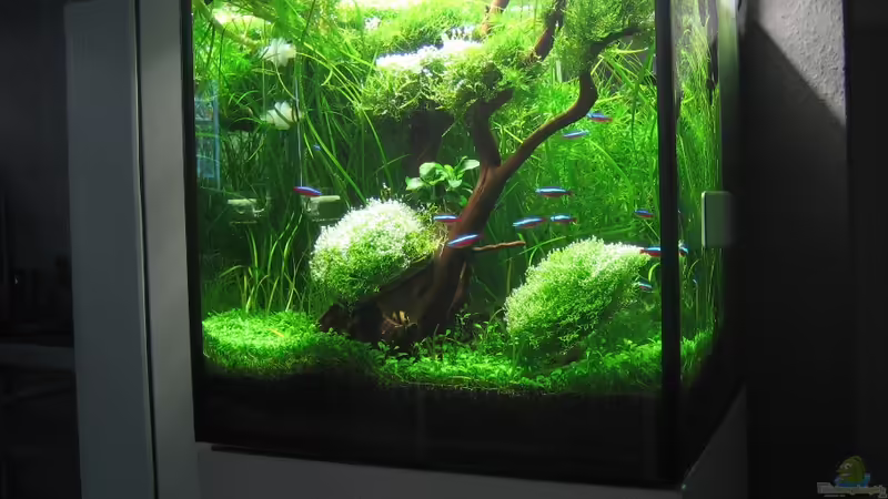 AquaCube von AquaTropica CGN (1)