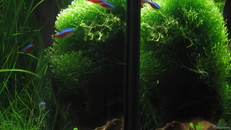 AquaCube von AquaTropica CGN (12)