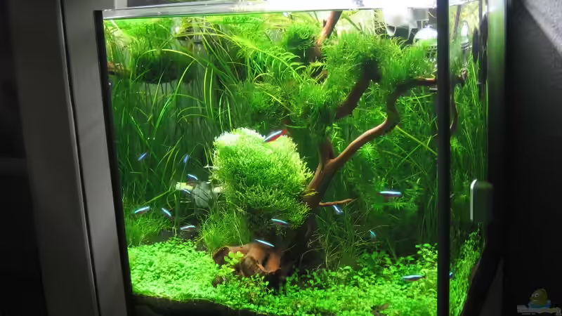 AquaCube von AquaTropica CGN (14)