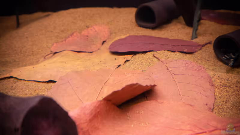 Aquadecor von DiskusMummy (25)