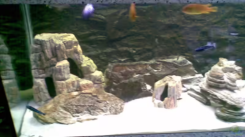 Aquael Kunstfelsen mit Fosslien Aufdruck von Torsten Bullmahn (8)