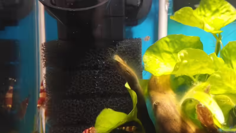 Aquael pat mini von aquariumwelt (7)