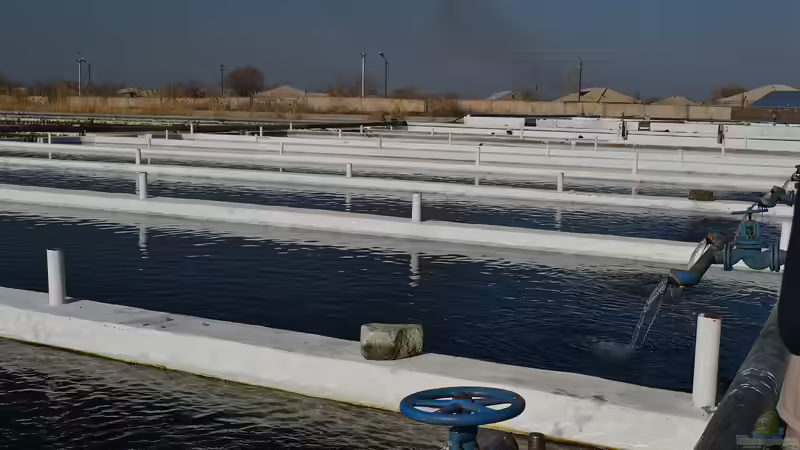 Aquakultur: Nachhaltige Fischzucht für die Zukunft