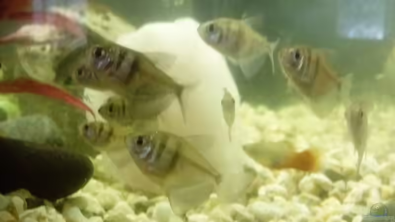 Aquanero von Patrick Huber (4)