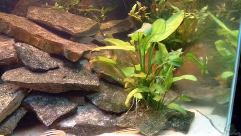 Aquarien - Ausschnitt rechts von Helgo Jacob (11)