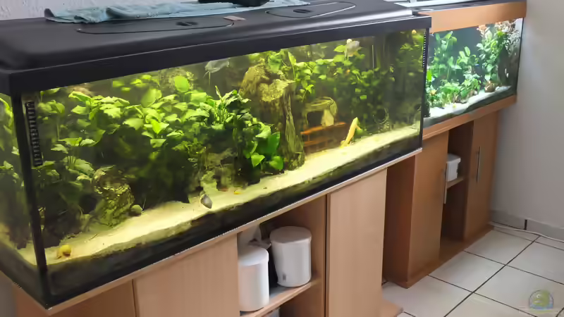 Aquarien von Inai