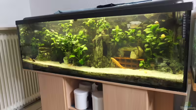 Aquarien von Taiwanese Inai (2)