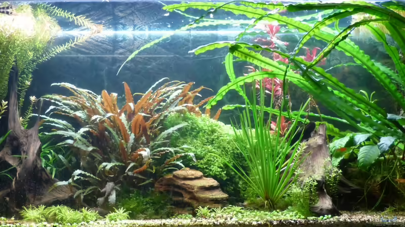 Aquarienbild vom 12.02.2013 von Oktopus (11)