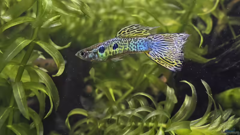 Aquarienfische für Anfänger - so gelingt der Einstieg