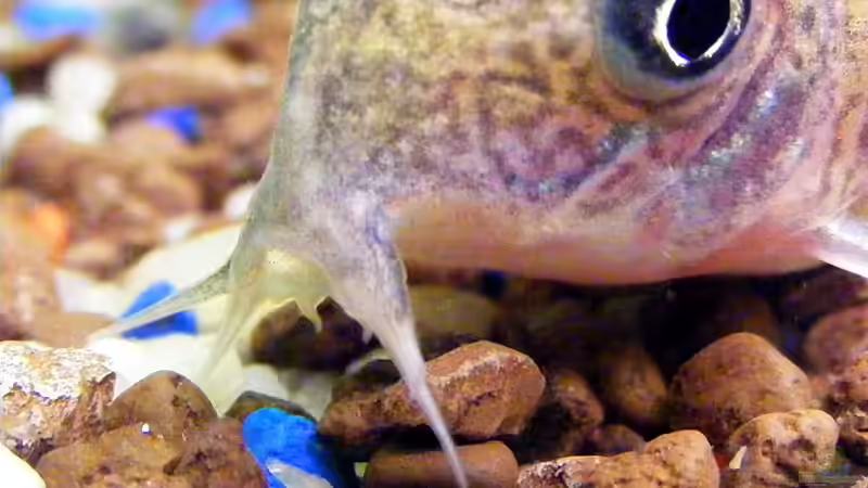 Aquarienfische mit Barteln - Eine umfangreiche Übersicht über Fischarten, Haltung, Ernährung und Besonderheiten