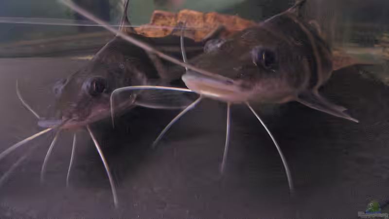 Aquarienfische mit Barteln - Eine umfangreiche Übersicht über Fischarten, Haltung, Ernährung und Besonderheiten