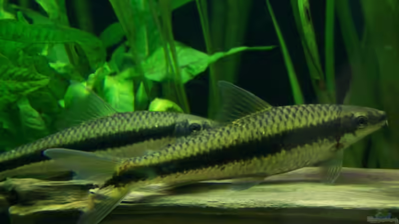 Aquarienfische mit Barteln - Eine umfangreiche Übersicht über Fischarten, Haltung, Ernährung und Besonderheiten