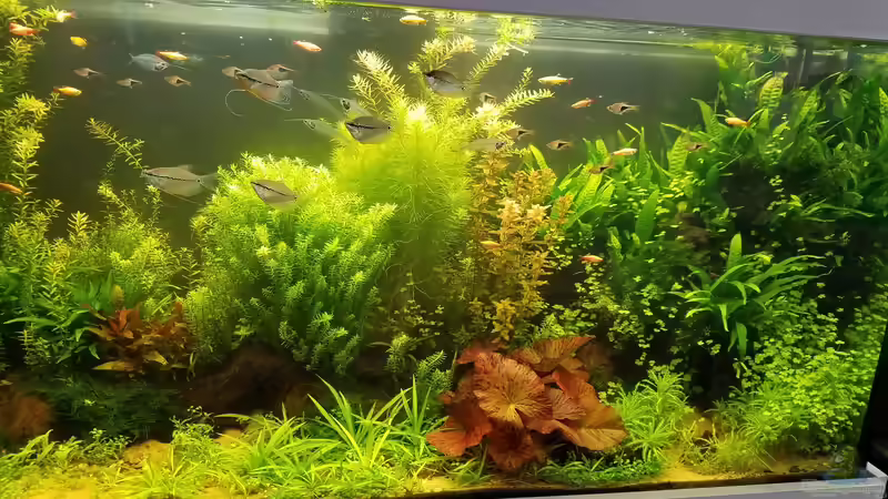 Aquarienfreunde Gütersloh  von Smo (1)