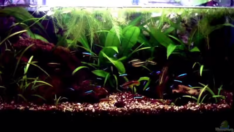 Aquarienwasseraufbereitung mit Torf