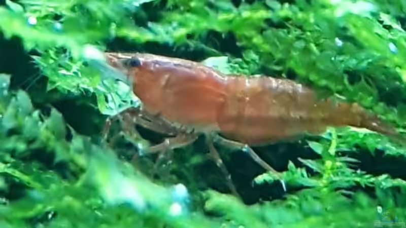 Aquari´s next Topmodel ;-) von Kaddi (16)