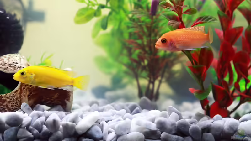 Aquaristik-Mythen: Aufgedeckt und erklärt