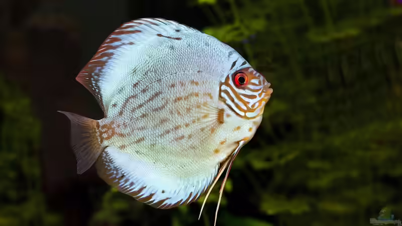 Aquaristik-Mythen: Aufgedeckt und erklärt