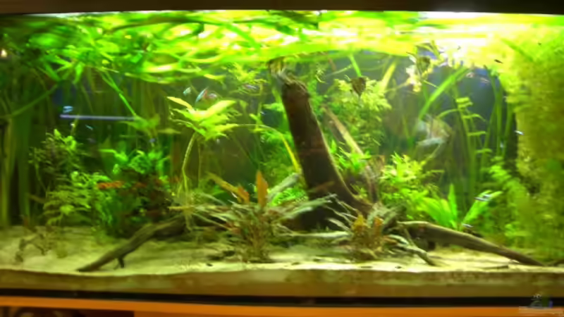 Aquarium - Gesamtansicht von Dennis Röthemeier (1)