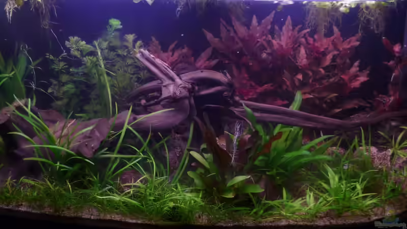 Aquarium - Januar 2013 von Deino (4)