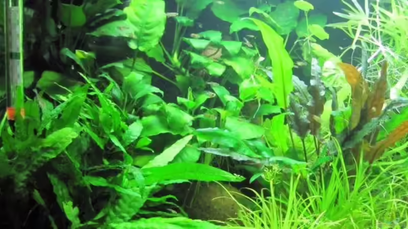 Aquarium - links von cammarus (4)