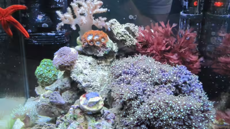 Aquarium --Littel Ozean-- von Haens84 (10)