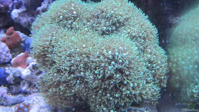 Aquarium --Littel Ozean-- von Haens84 (14)